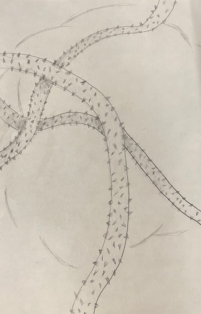 Vines